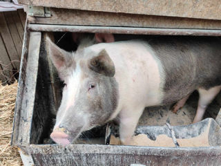 Vând porci фото 1