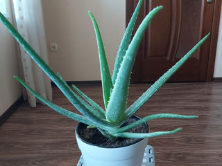 aloe foto 4