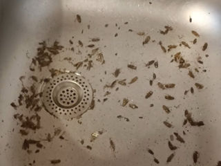 Servicii de dezinsecție împotriva gândacilor, ploșnițelor și puricilor în apartamente, case și birou
