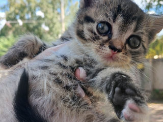 Urgent scottish fold de rasă pură își caută stăpân