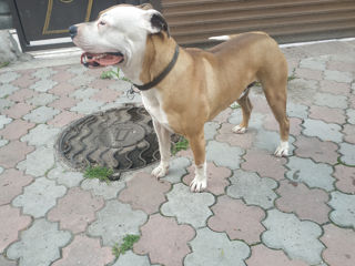 Amstaff 34kg pitbuli амстафф кабель foto 6