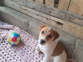 Jack Russel terrier