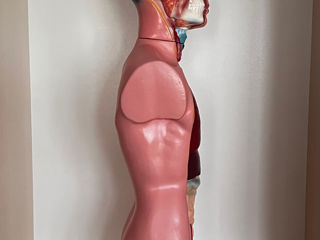 Manechin medical anatomic foto 1