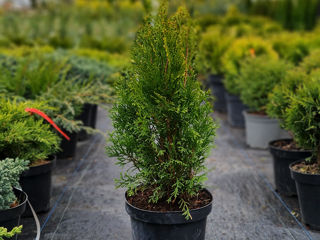 Thuja smaragt 95 lei !!!