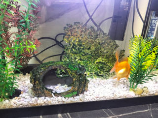 Acvarium cu pesti foto 5