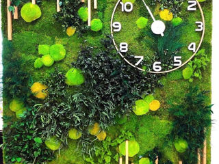 Стабилизированный мох, фитостены из мха Muschi decorativ, Licheni foto 8