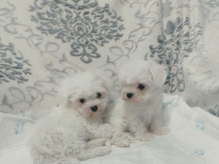 Щенки мальтийской болонки (bichon maltese) foto 2