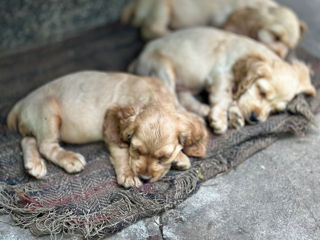 Cocker Spaniel Englez Rasa curata  foto 5