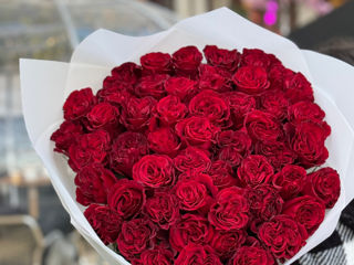 Oferte speciale la lalele! 51 la 1000 lei / soiuri olandeze! foto 4