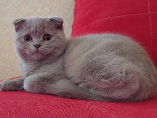 Scottish fold (super) foto 1