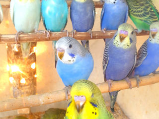 Продаю уже готовых к обучению разговора попугаев разных особей.Волнистые,кареллы,Клетки,корма,витами
