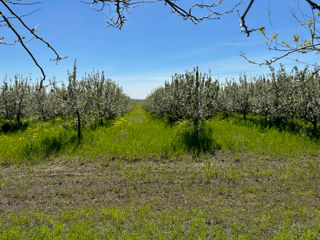 Teren agricol cu livadă de mere foto 8