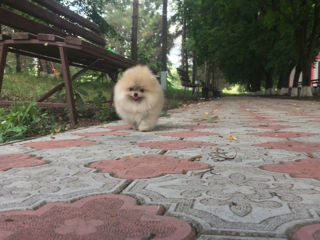 Подари себе счастье!Mini toi Spitz's Pomeranian foto 2