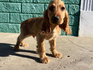 Cocker spaniel