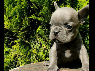 Bulldog frenh blue  tan.blue. foto 2