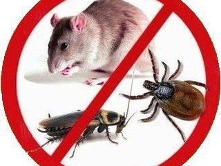 Дезинсекция , дезинфекция тараканов, клопов, моли, блох, ос, муравьев, мух, грызунов