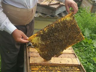 Пчелосемьи / отводки foto 7