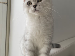 Scottish fold silver 3 luni foto 4