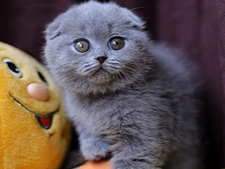 Motanel scottish fold-Вислоухий котик. foto 2