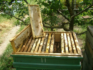 Пчелосемьи недорого foto 10