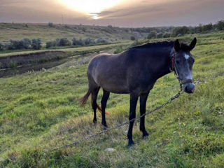 Vând iapă foto 4