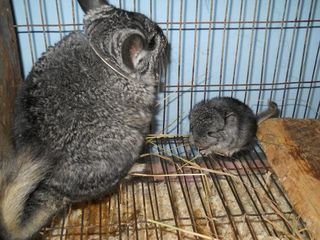 chinchilla foto 3