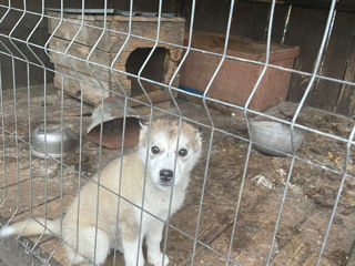 Mascul husky și pui femela husky foto 2