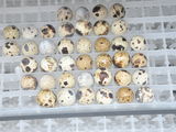 incubator automat 1584 oua gaina la doar 3800 lei foto 3