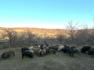 Porci mangalița foto 5