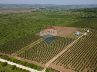 Livadă de prune cu uscătorie si tehnică agricolă foto 3