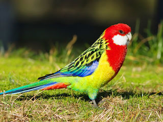 Акция !!!Бесплатная доставка. Розелла - papagali rosella foto 2