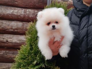 Mini spitz pomeranian