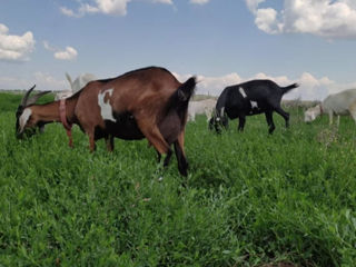 Lapte de căpriță de rasa / Goat Milk /  Козяче Молоко /козье молоко foto 2