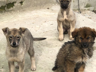 Ofer in dar caini, Husky Metis foto 2
