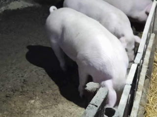 Porci crescuți de 130-140kg în conditii naturale