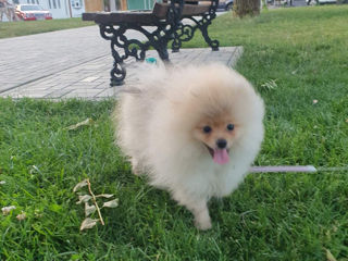 Померанский Шпиц/ Spitz pomeranian foto 3