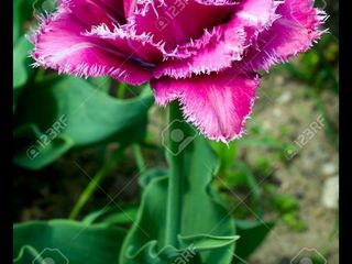 zambile, crocus, lalele, narcis, iris, branduse, fritillaria, muscari foto 3
