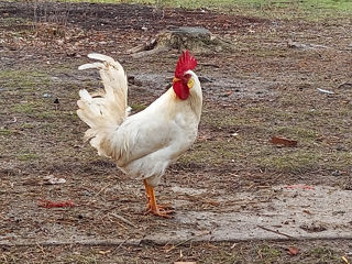 Leghorn foto 4