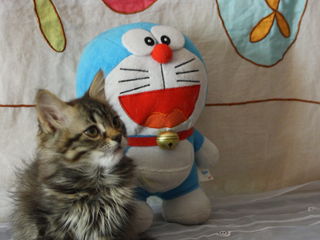 Замечательный сибирский  пушистый котенок котик. foto 1