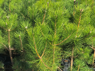 Pinus foto 10