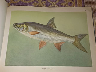 Продам альбом Промысловые рыбы СССР 1949 года foto 9