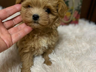 Maltipoo F1 foto 3