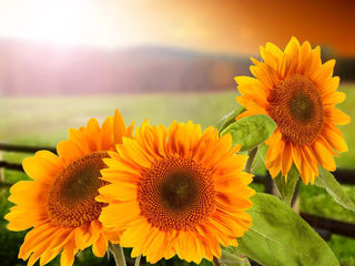 Elivatorul din Cimisani cumpara floarea soarelui!!!