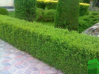 Самшыт, Buxus foto 3