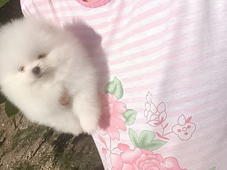 Подарок любимым! mini spitz pomeranian toy foto 7