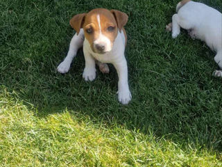 Vând câinișori Jack Russel Terrier, au 2 luni, vaccinați, foarte drăgălași și jucăuși. foto 6