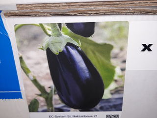 Legume porumb super dulce seminte profesionale de la importatorul exclusiv preturi foarte bune foto 3