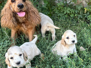 Coker spaniel foto 1