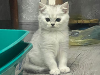 British Short Hair Chinchilla Pisoi