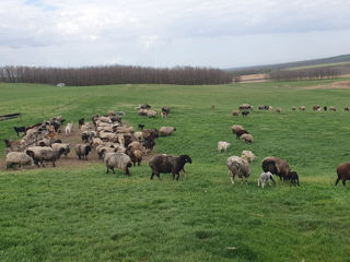 Ovine  фото 4